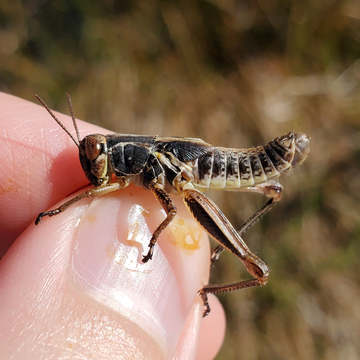 Red-Legged Grasshopper