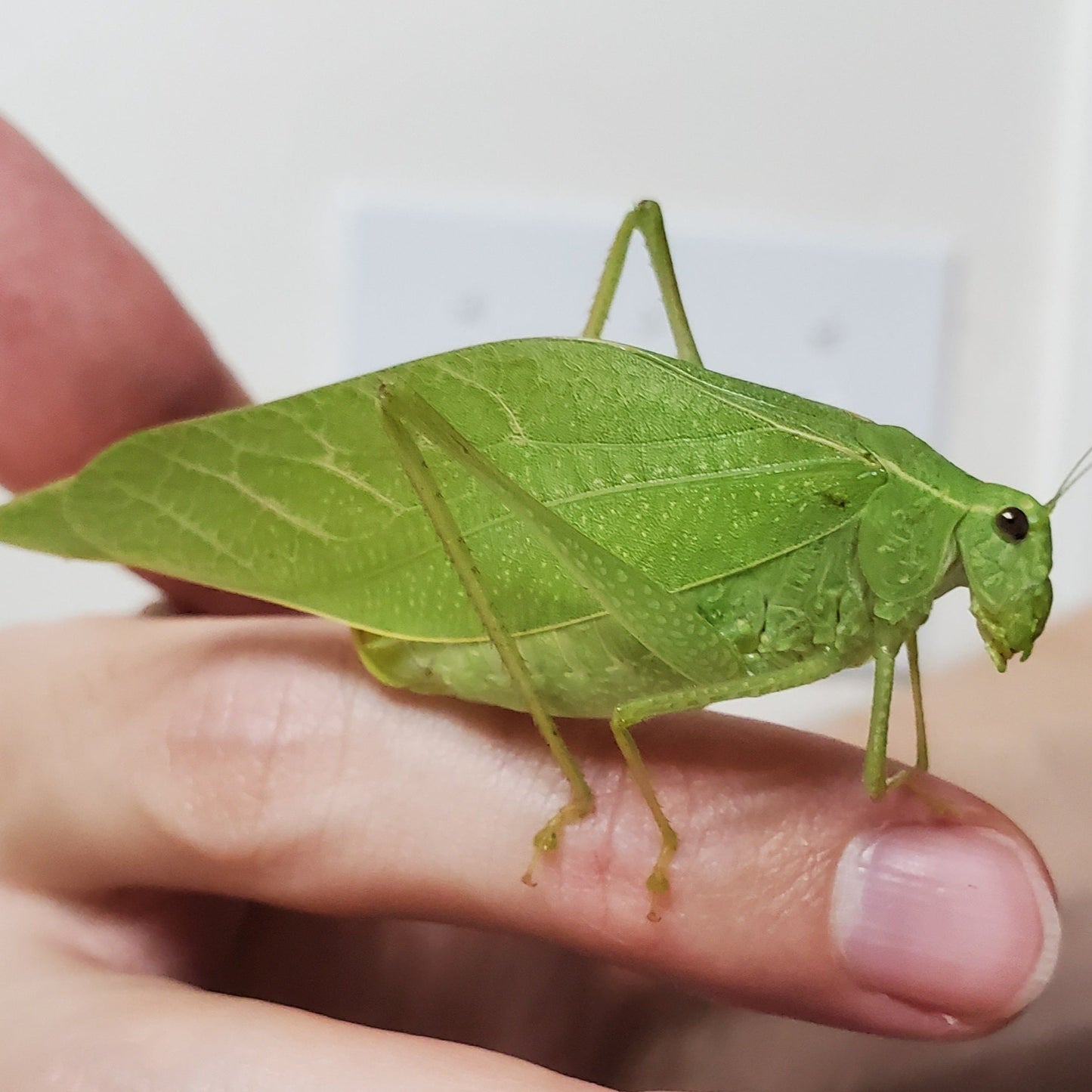 Greater Anglewing Katydid - 10 count mixed nymphs