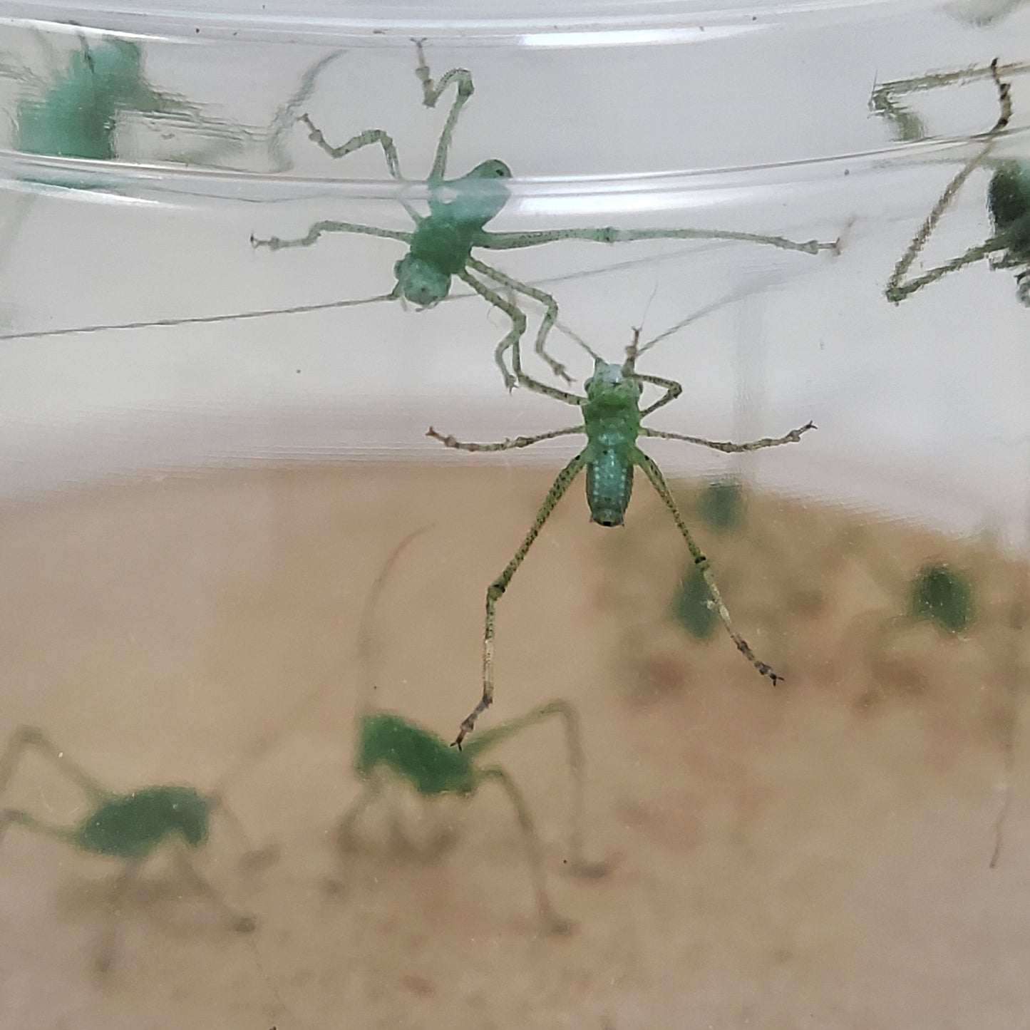 Greater Anglewing Katydid - 20 count eggs
