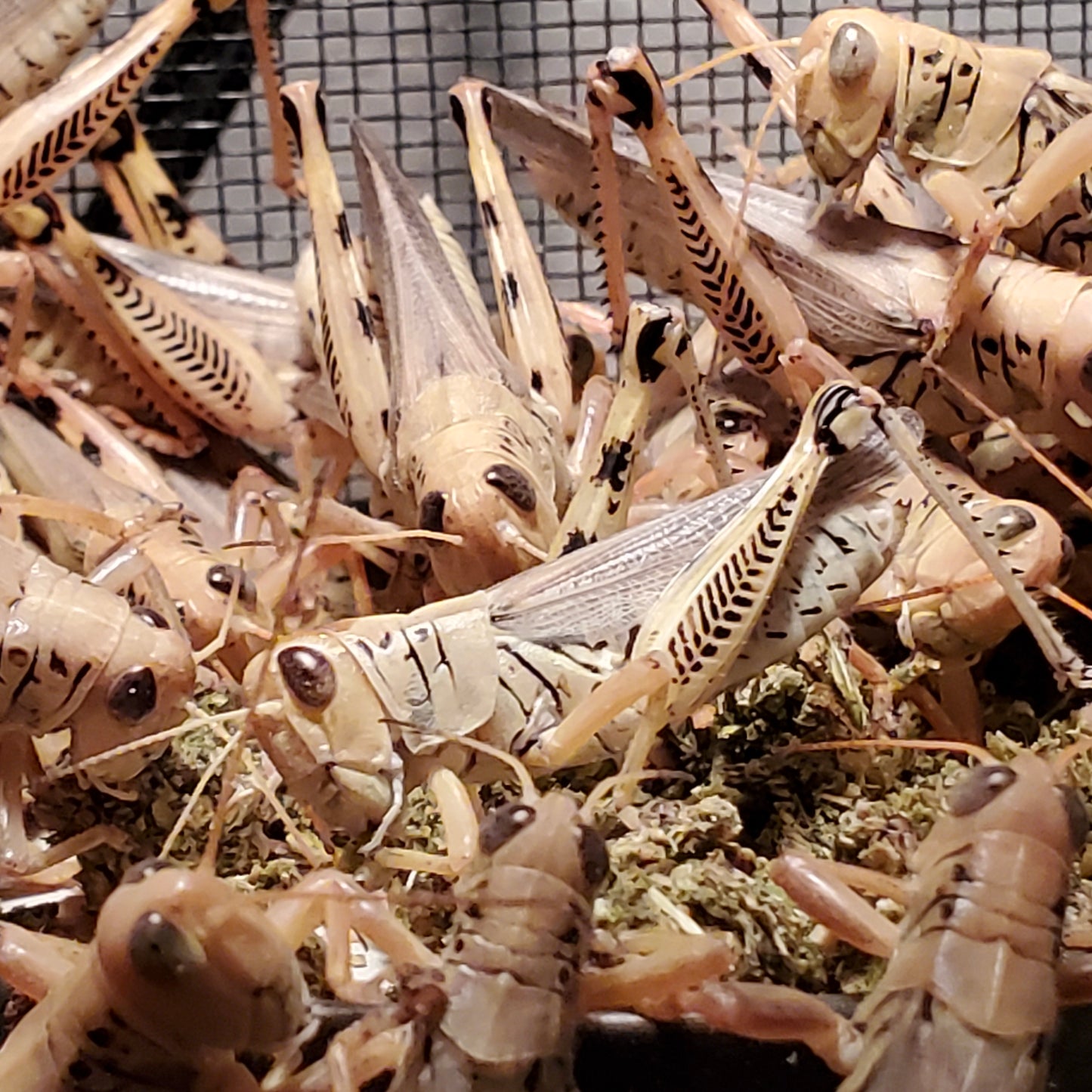 Grasshopper Breeding Starter Colony