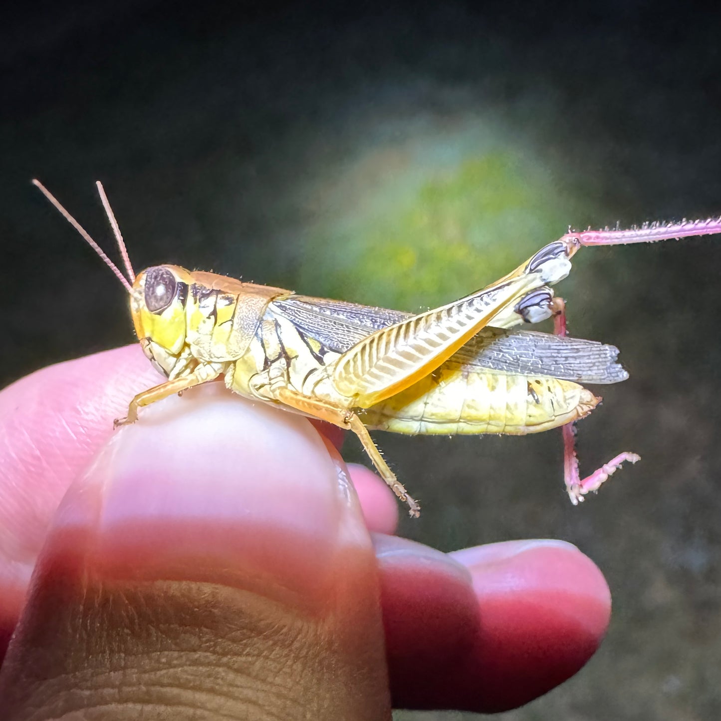 Grasshopper Breeding Colony