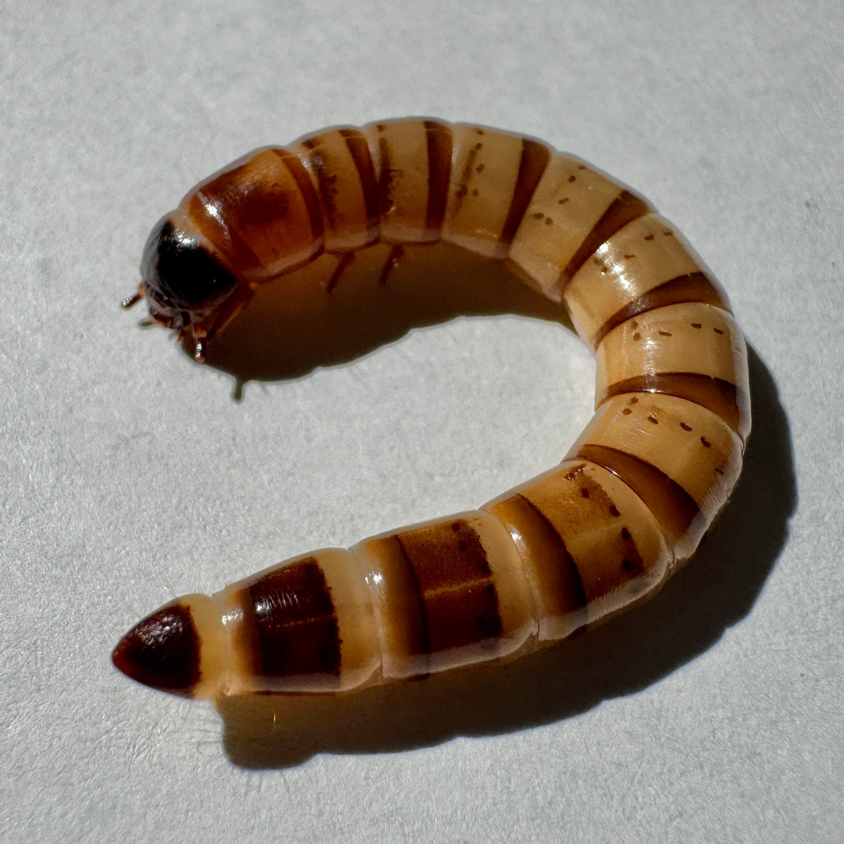 Superworms
