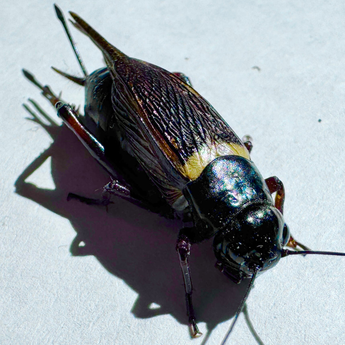 Big Black Crickets