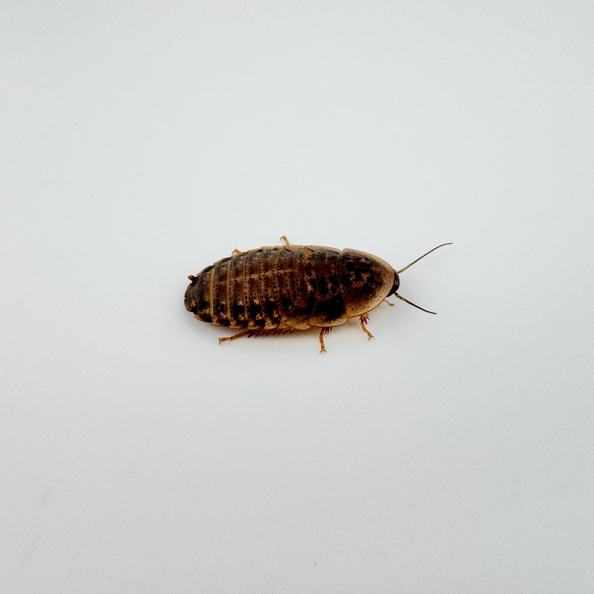 Medium Dubia Roaches