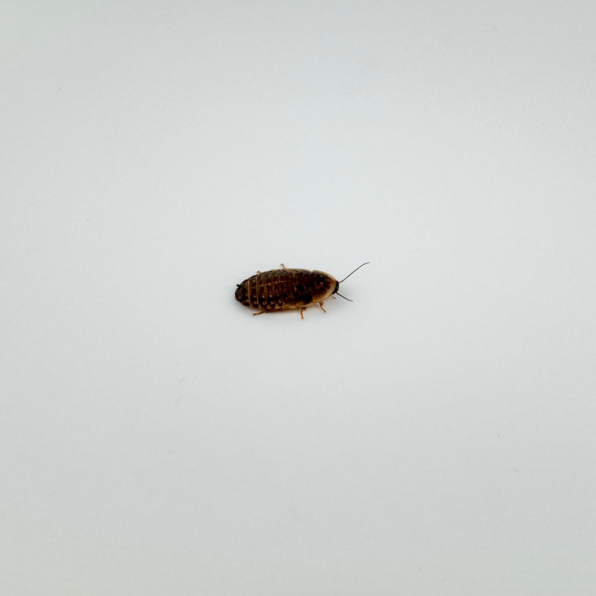 Extra Small Dubia Roaches