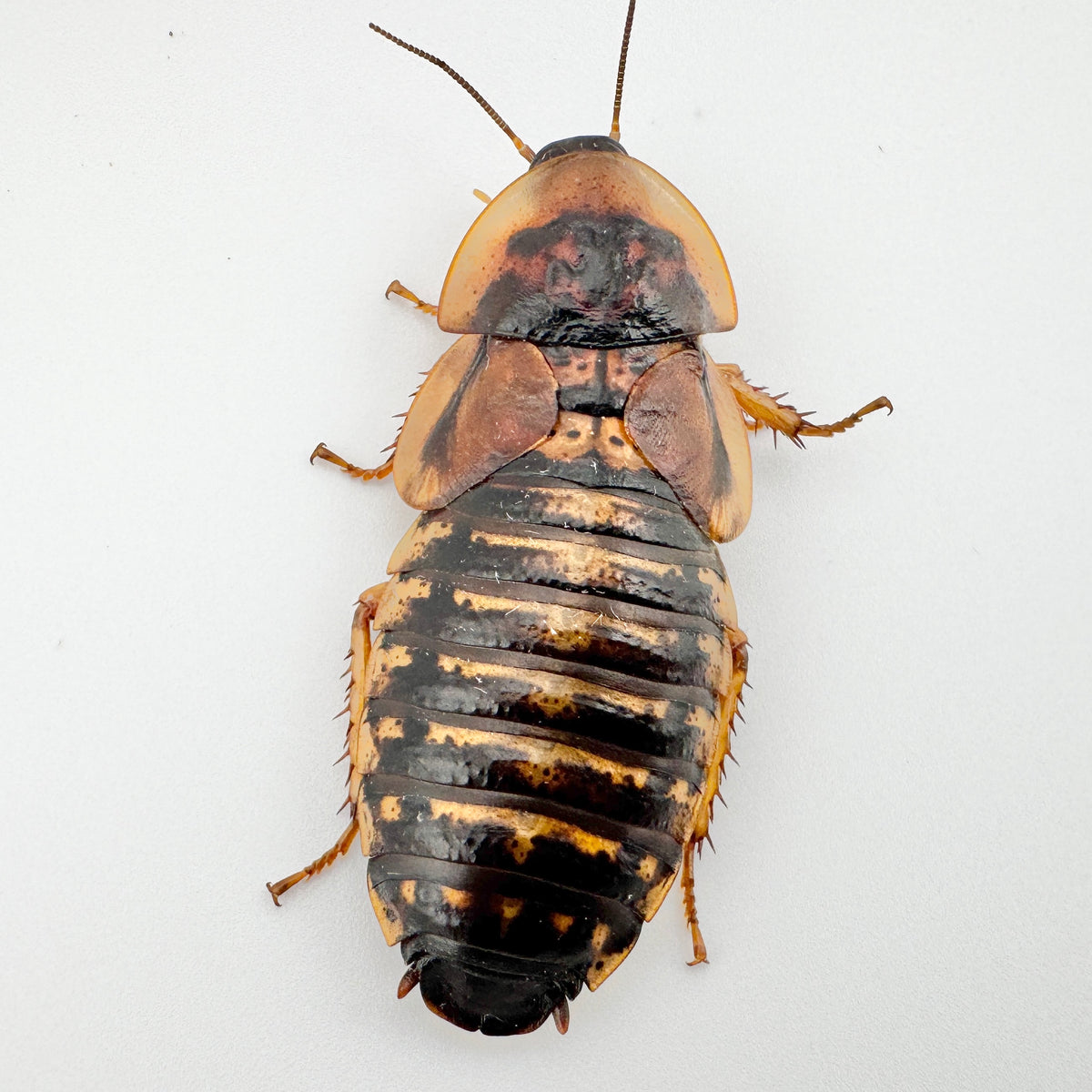 XXL Adult Dubia Roaches