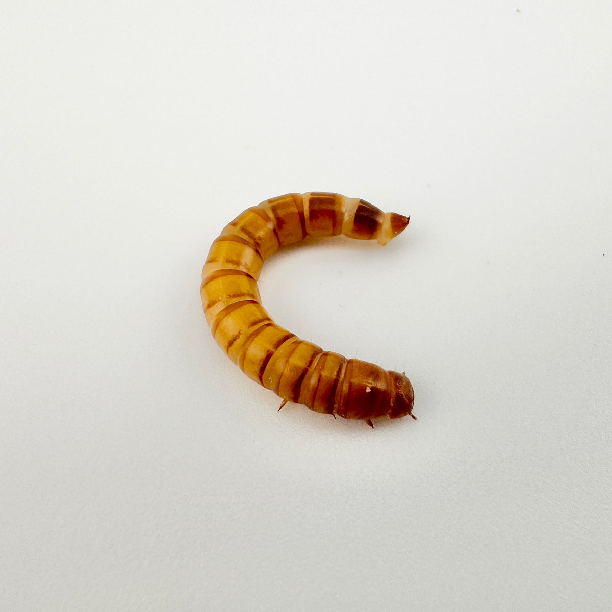 Mealworms