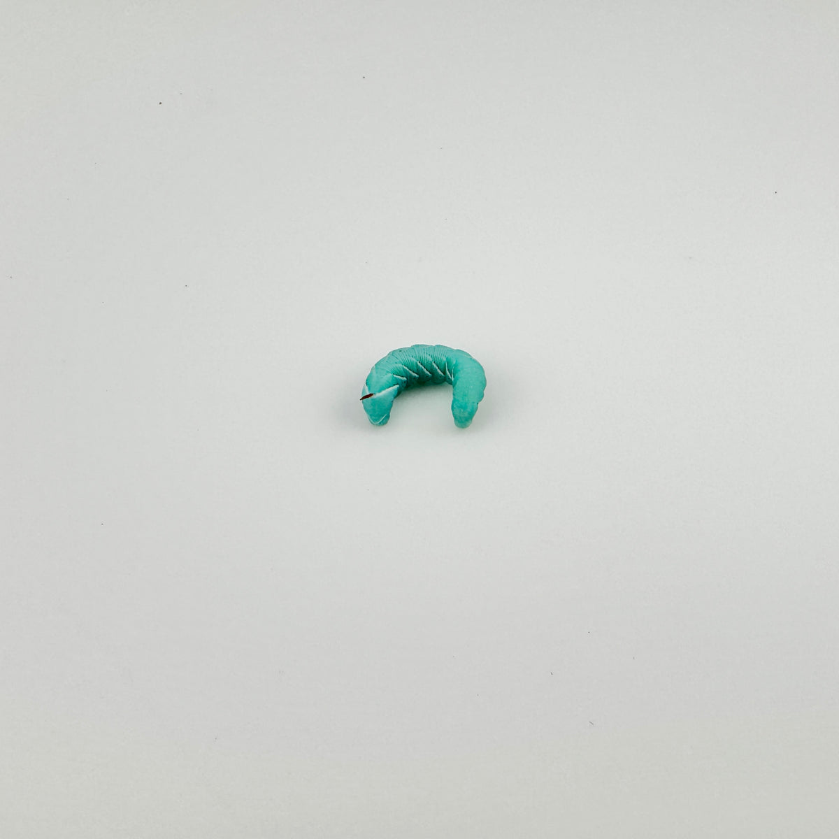 Small Hornworms