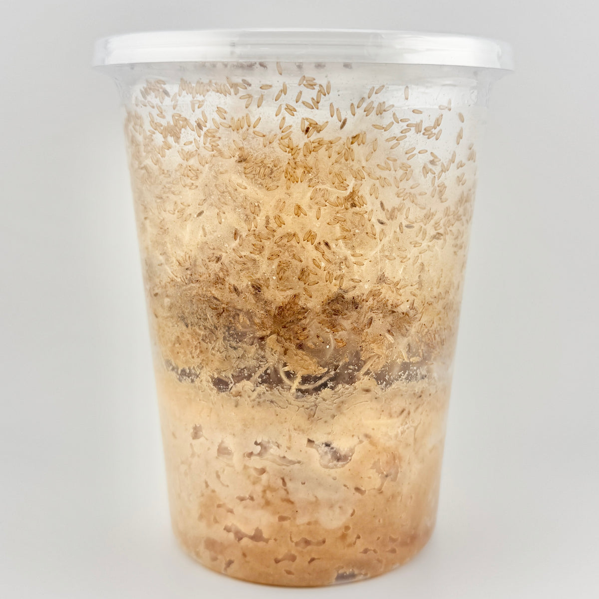 Fruit Flies - Melanogaster (flightless) Culture