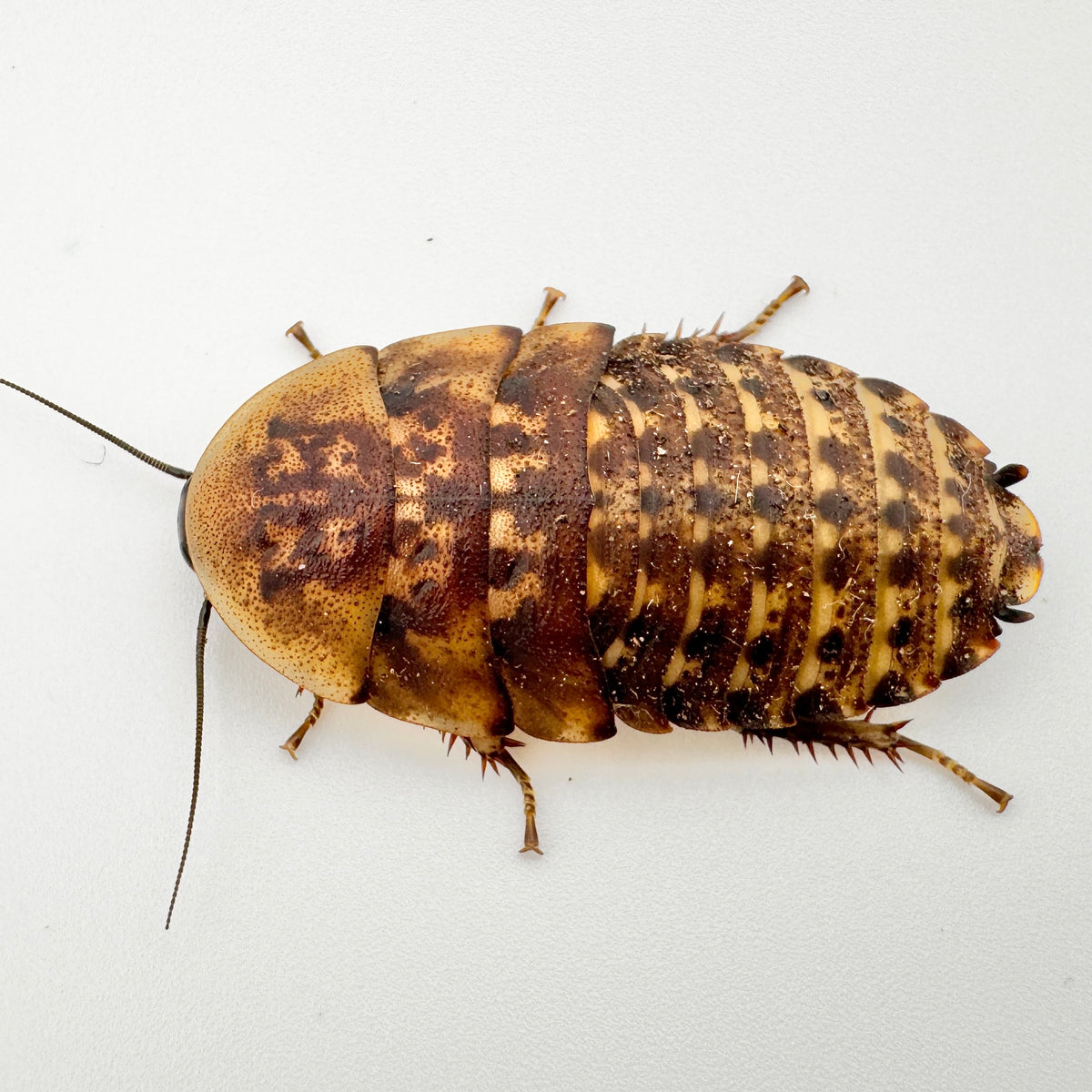 Extra Large Discoid Roaches