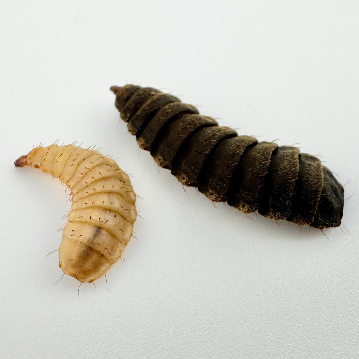 Black Soldier Fly Larvae/Pupae