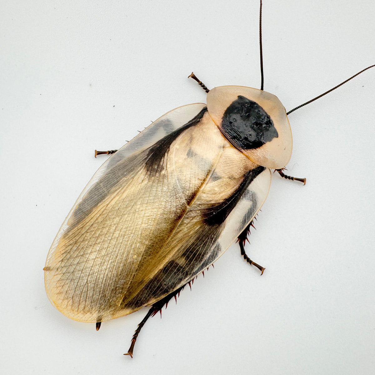 XXL Adult Discoid Roaches