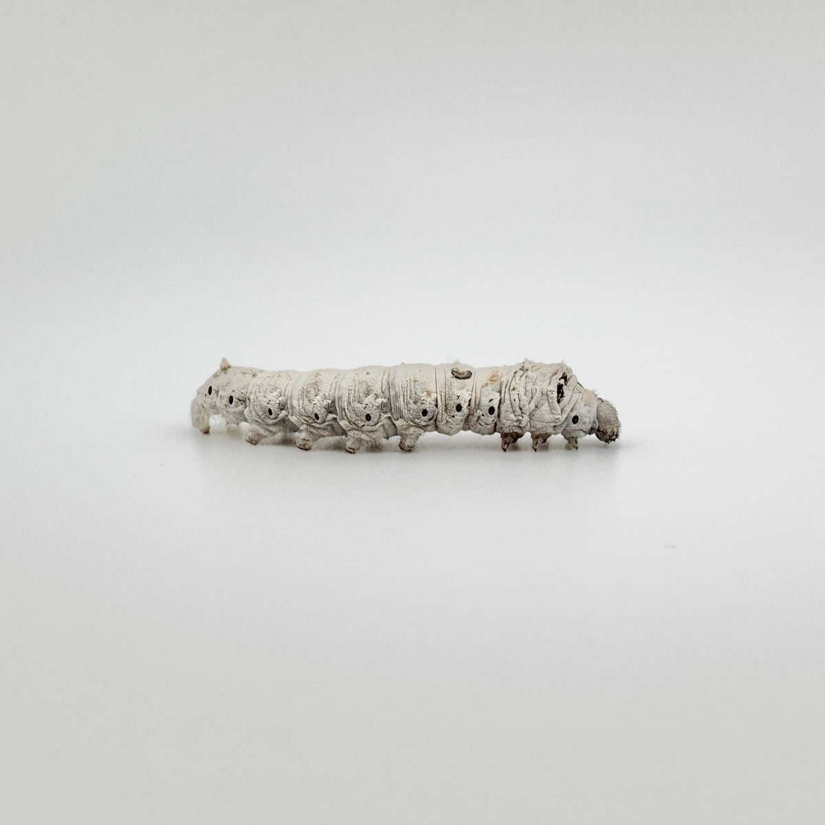 Medium Silkworms