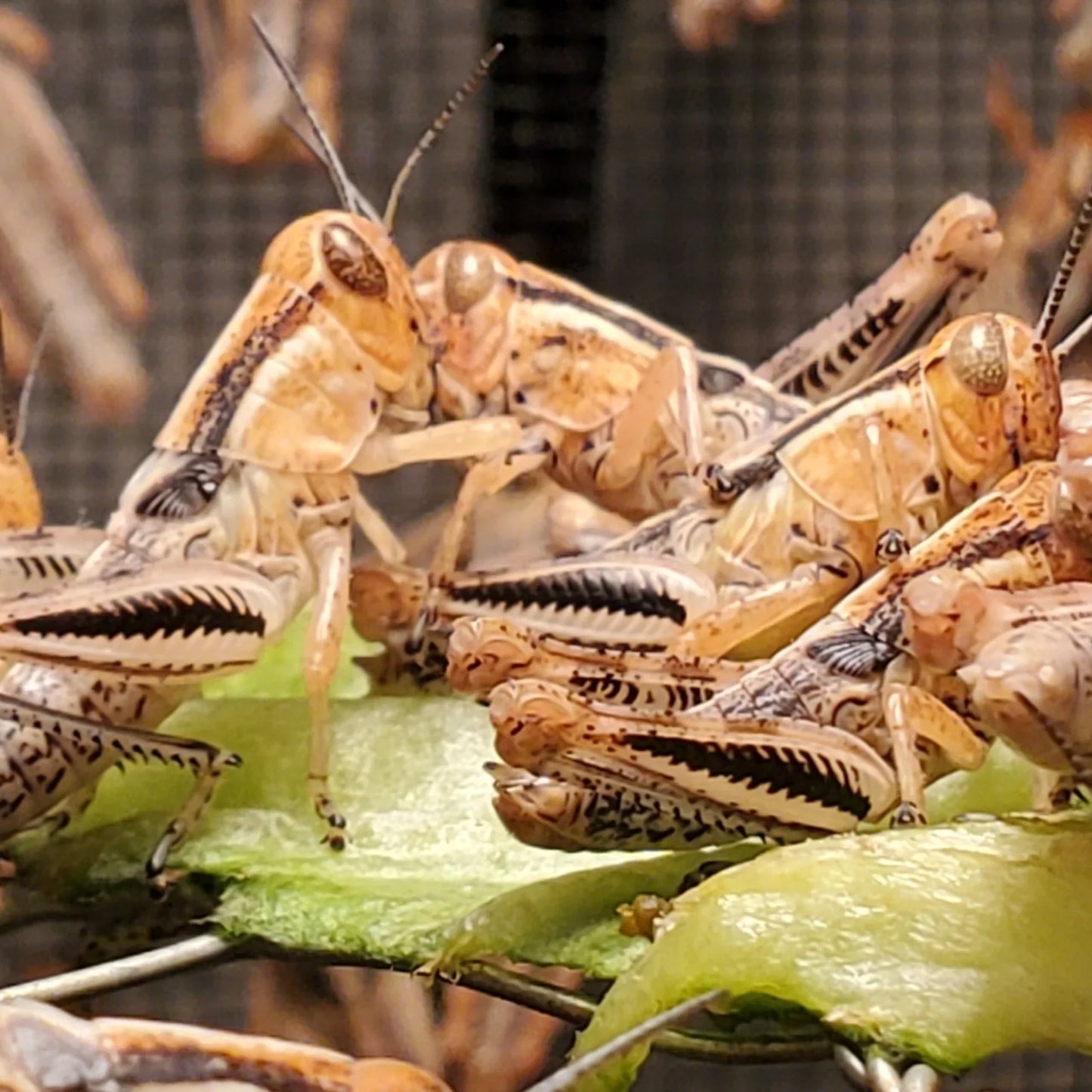 Feeder Grasshoppers by the Dozen