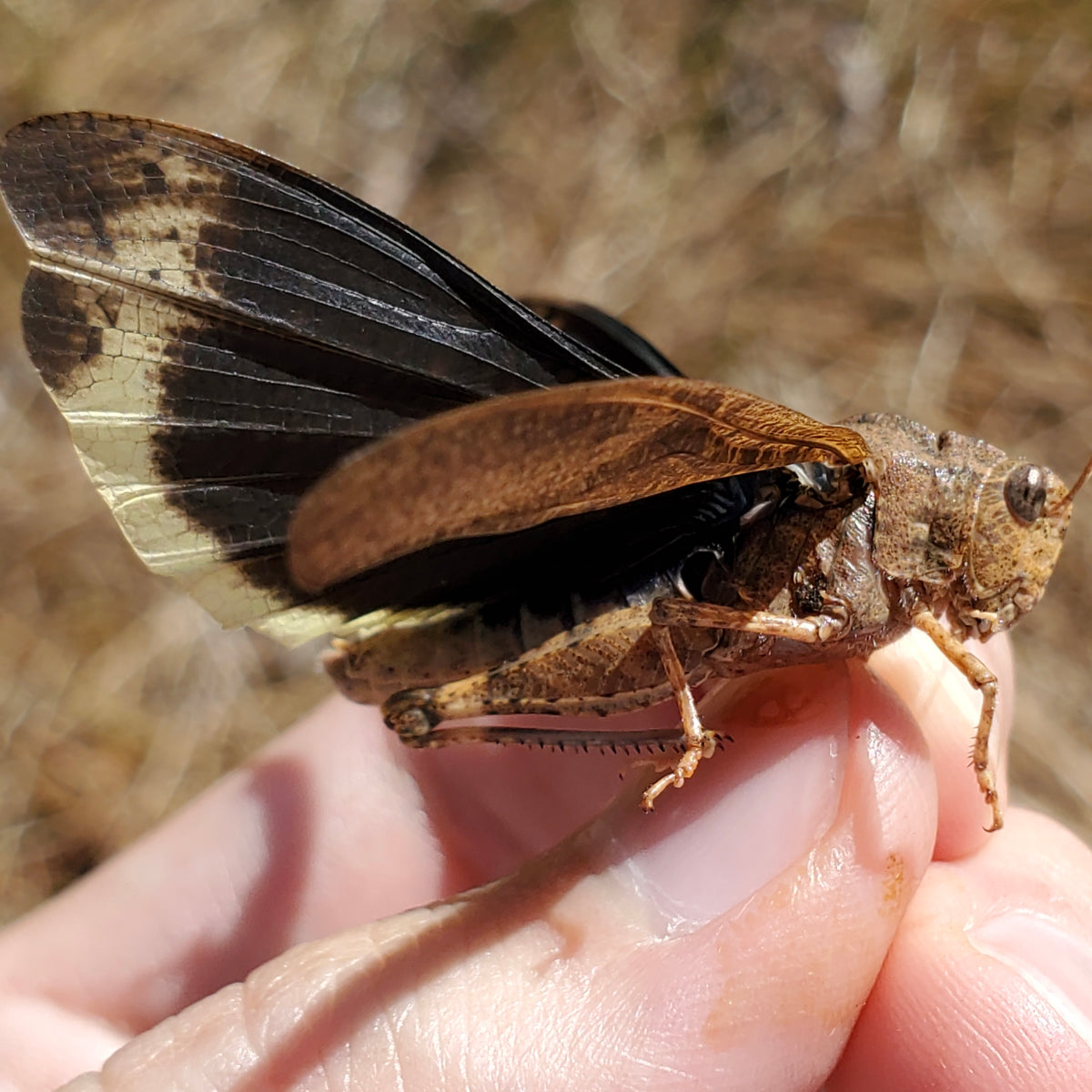 Carolina Locust