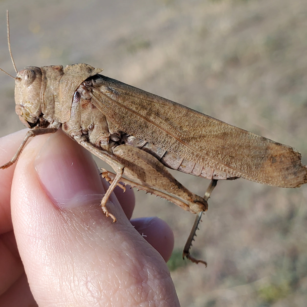 Carolina Locust