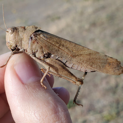 Carolina Locust