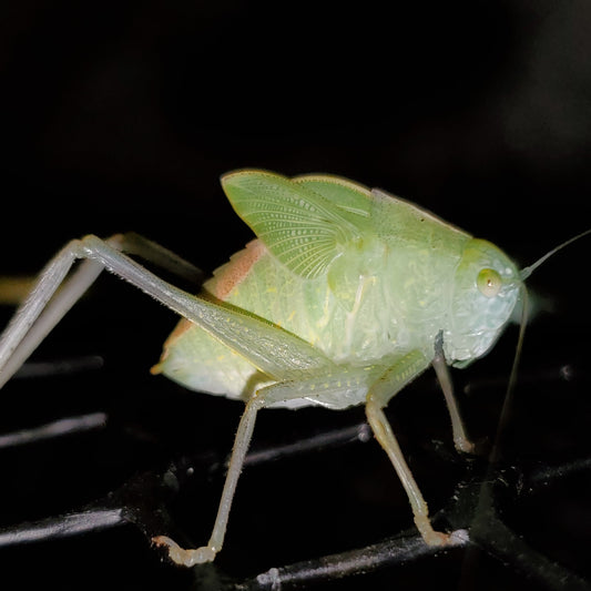 Greater Anglewing Katydid - 10 count mixed nymphs