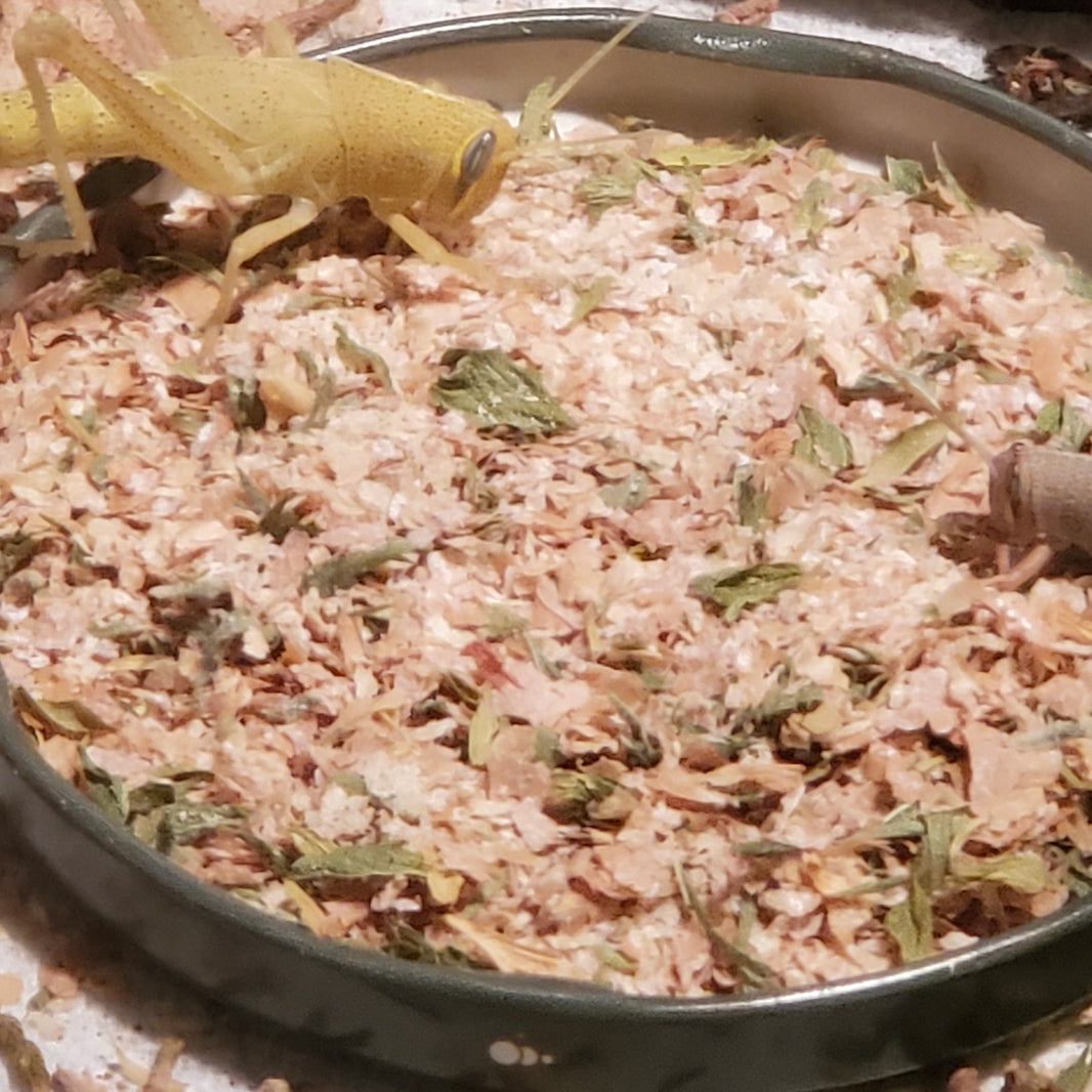 Feeder Grasshoppers for Sale – Dean Missimer