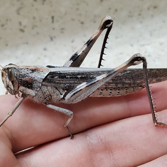 Gray Bird Grasshopper