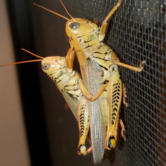 Grasshopper Breeding Starter Colony