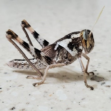 Gray Bird Grasshopper