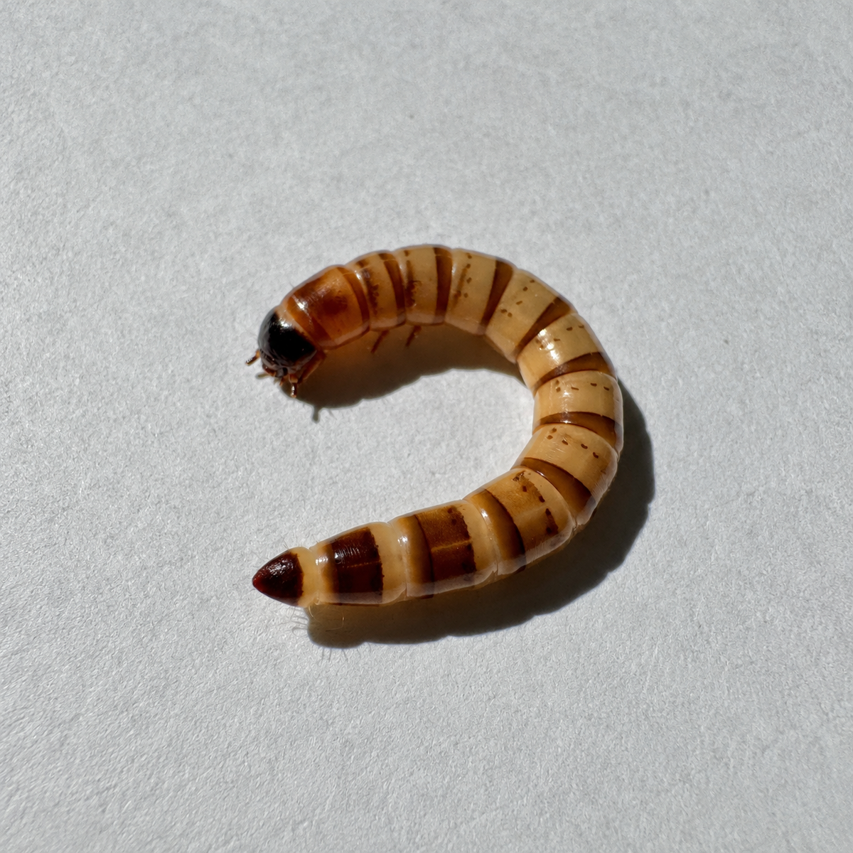 Medium Superworms