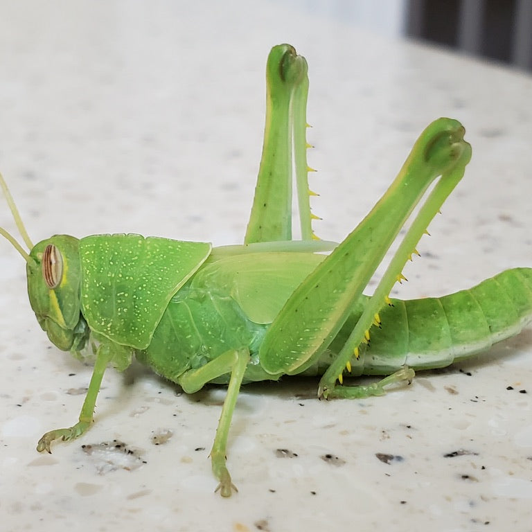 Gray Bird Grasshopper