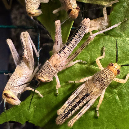 Spotted Bird Grasshopper