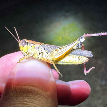Grasshopper Breeding Colony