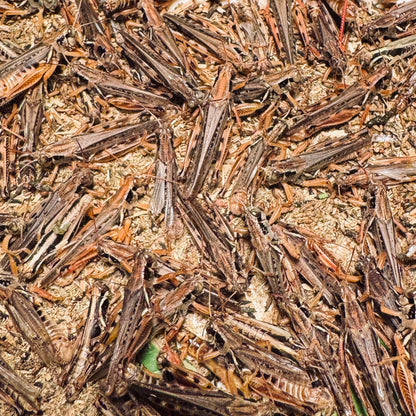 Grasshopper Breeding Colony