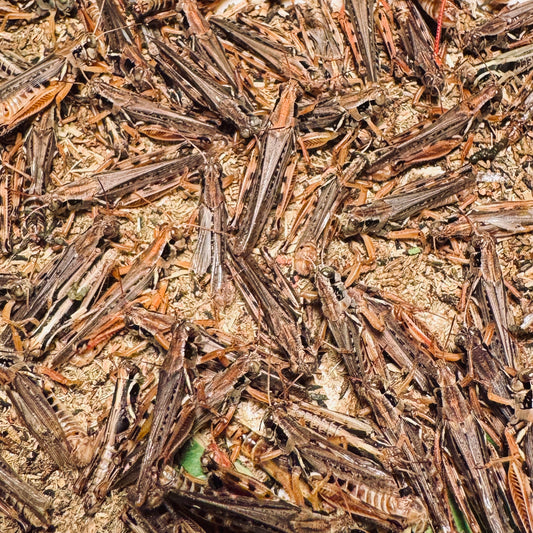 Grasshopper Breeding Colony