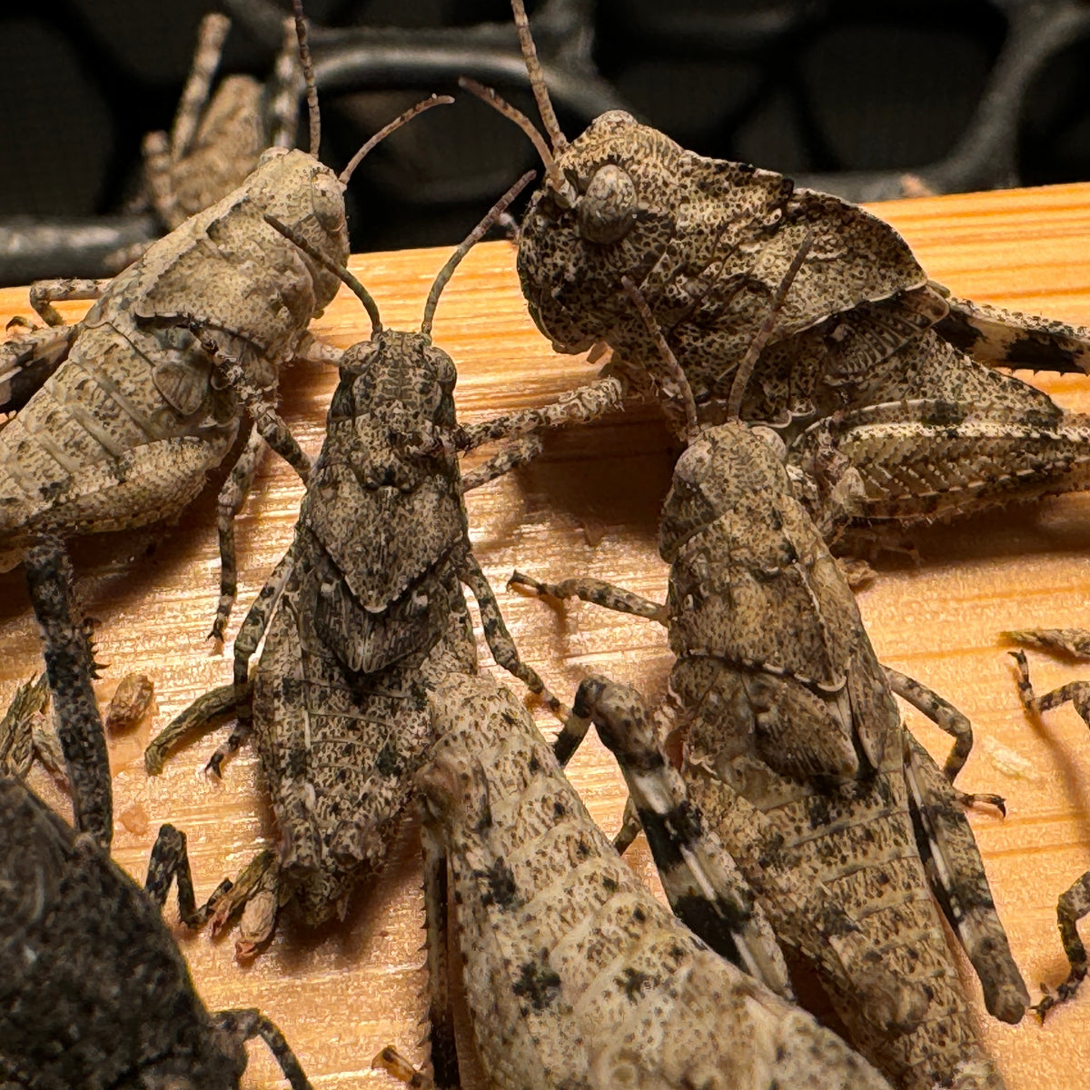 Carolina Locust