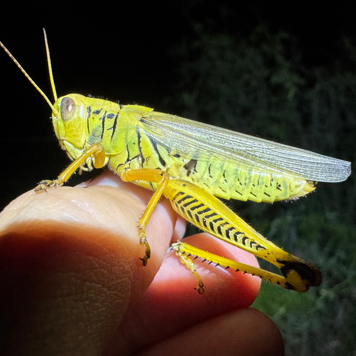 Differential Grasshopper