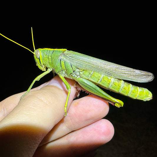 Spotted Bird Grasshopper