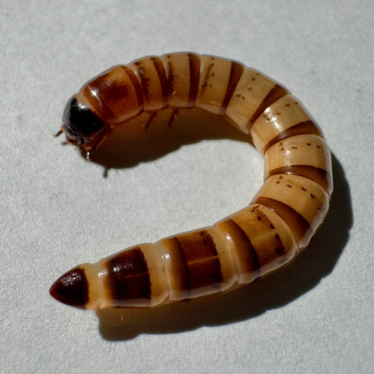 Superworms