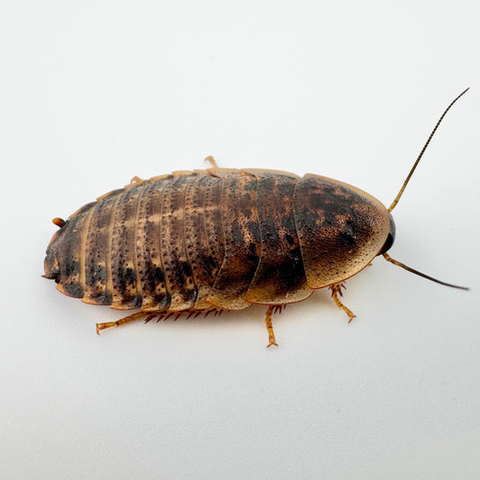 Extra Large Dubia Roaches