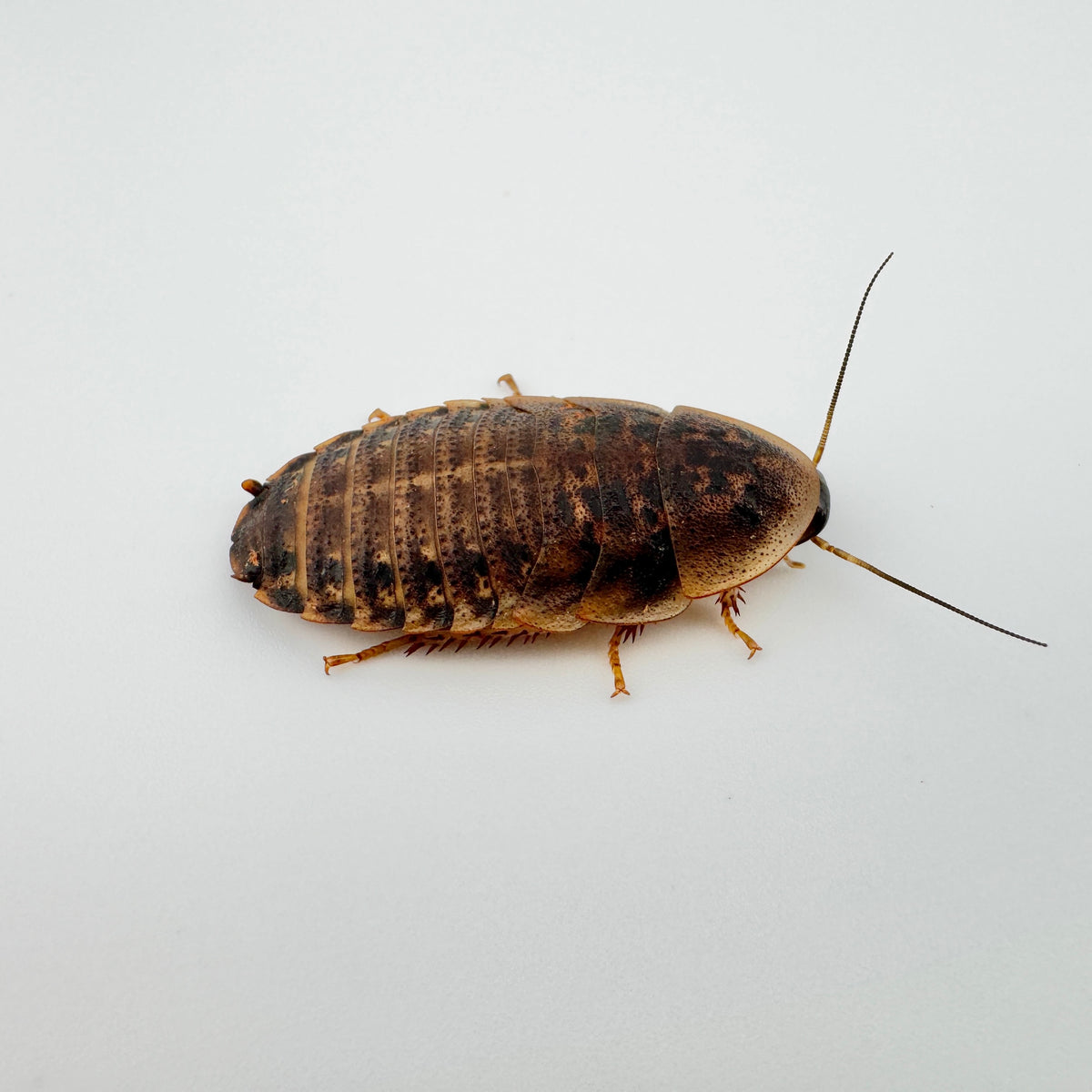 Large Dubia Roaches
