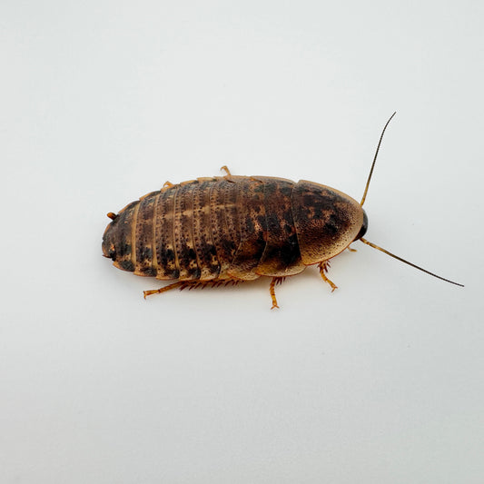 Large Dubia Roaches