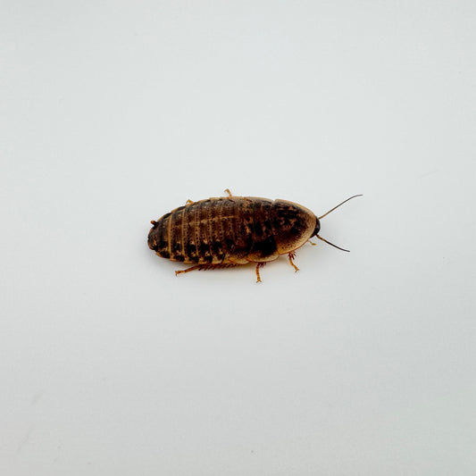 Medium Dubia Roaches