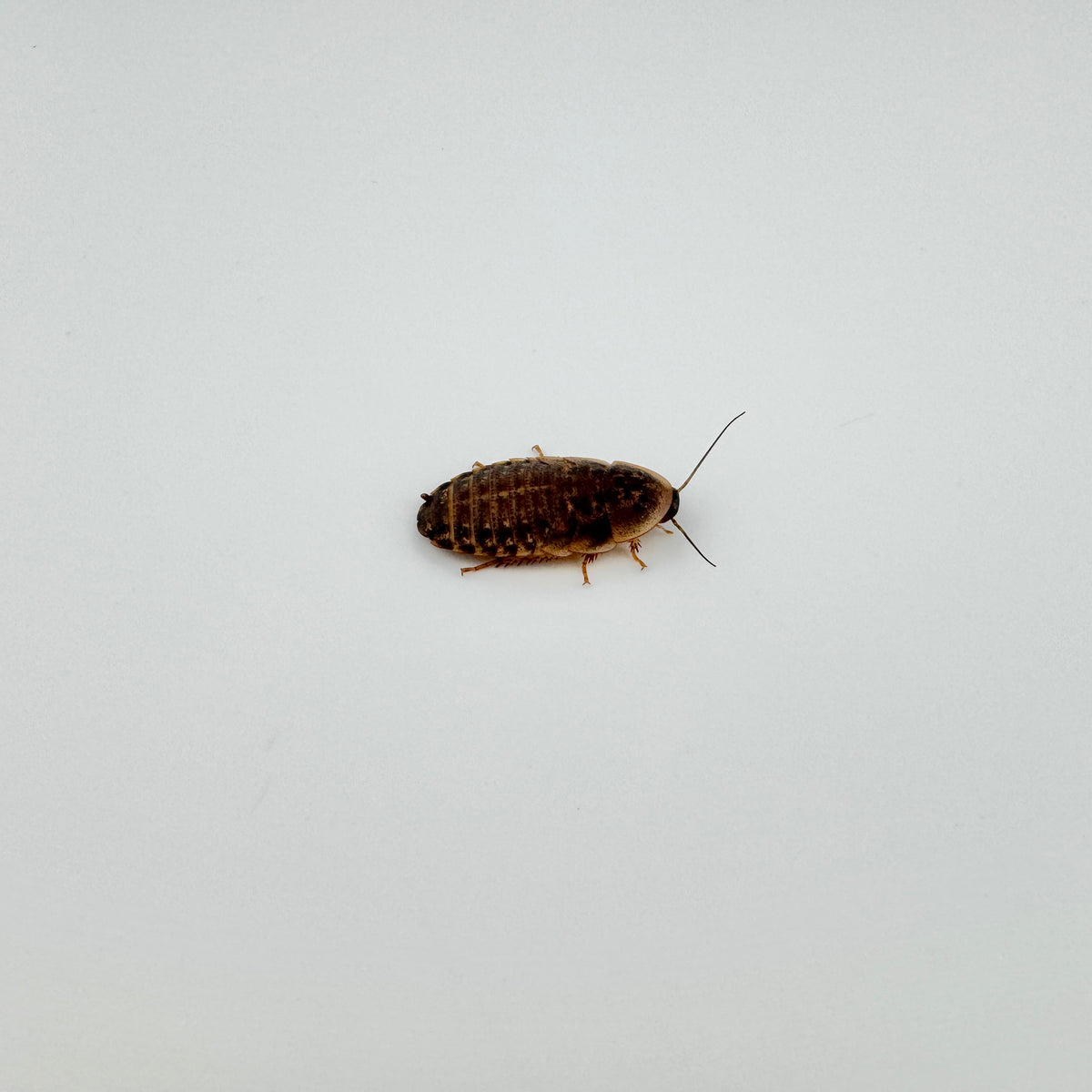 Small Dubia Roaches
