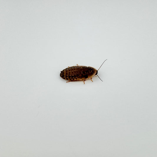 Small Dubia Roaches