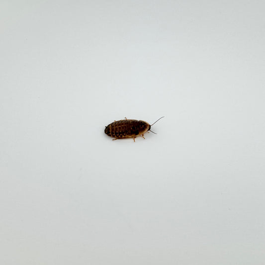 Extra Small Dubia Roaches