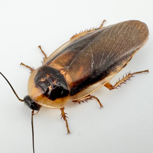XXL Adult Dubia Roaches