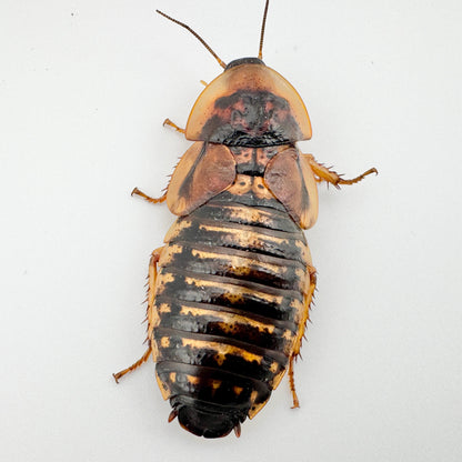 XXL Adult Dubia Roaches