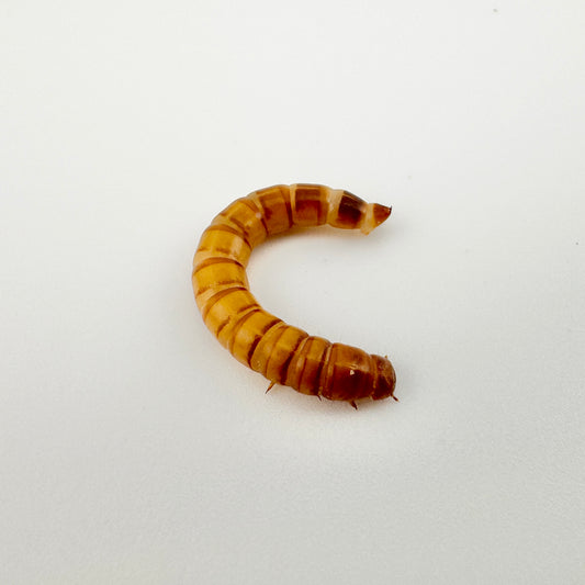 Mealworms
