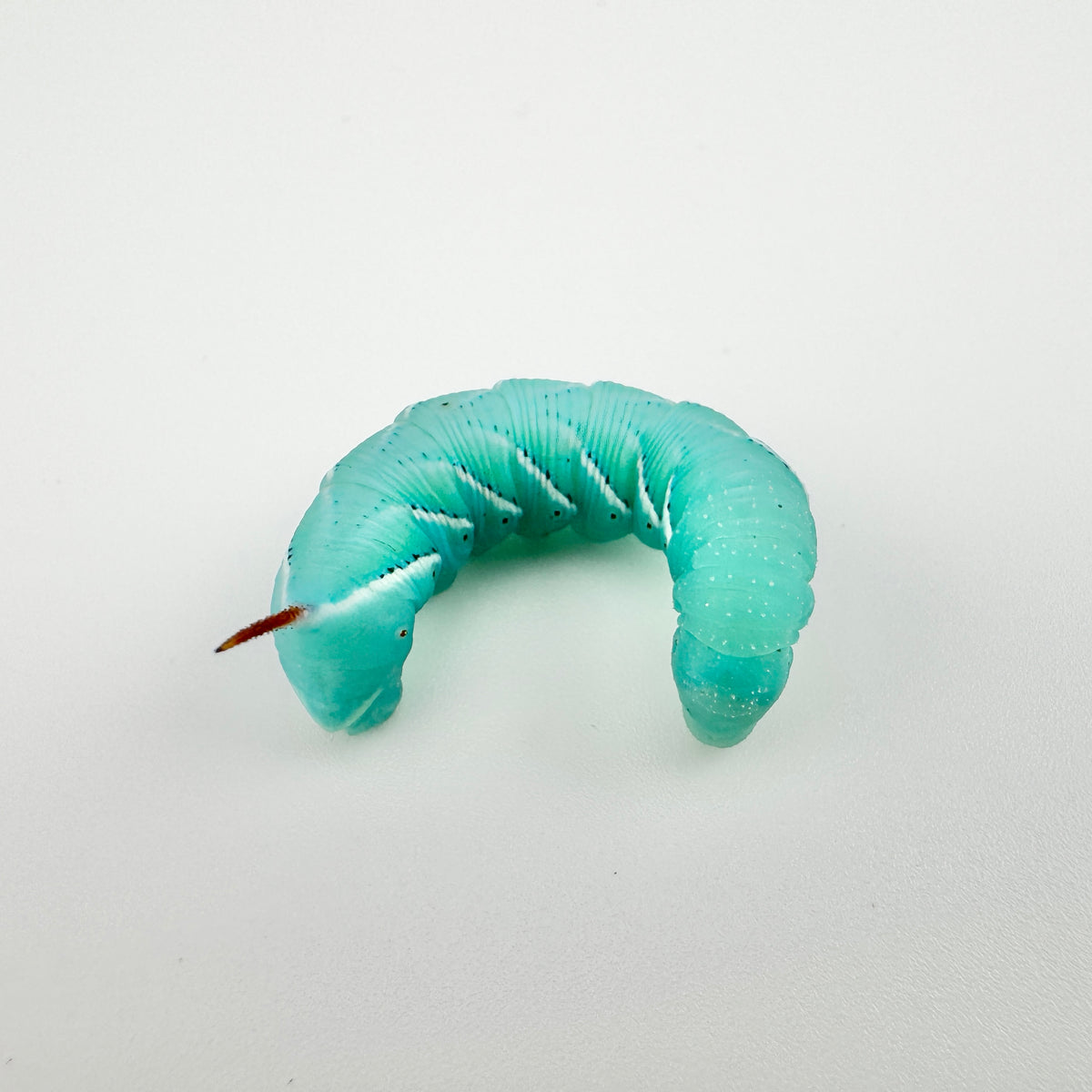 Large Hornworms