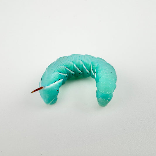 Large Hornworms