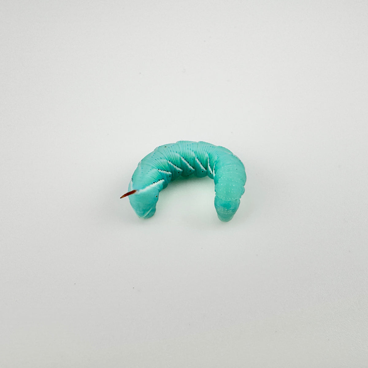 Medium Hornworms