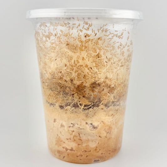 Fruit Flies - Melanogaster (flightless) Culture